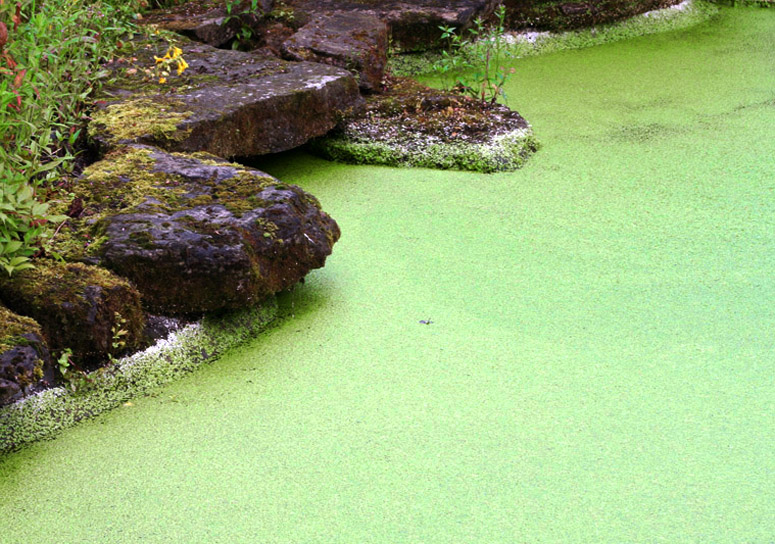 duckweed_pond_removal