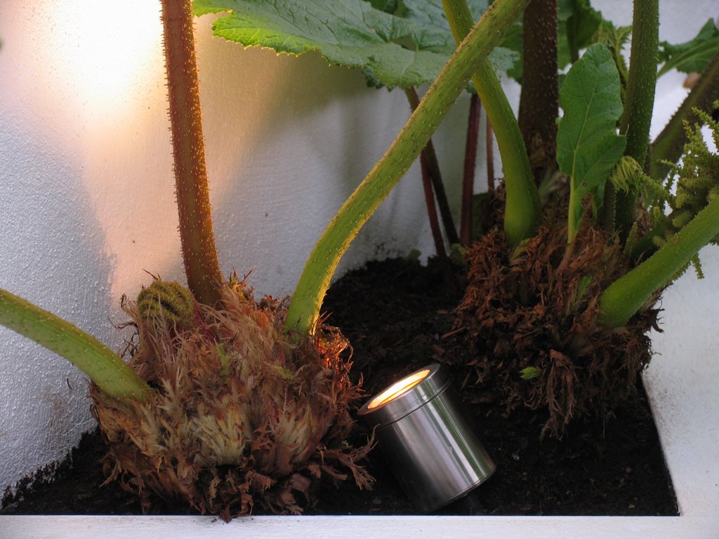 garden_uplighter_lighting